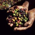Café Bali Kintamani (1Kg)