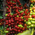 Offre 4x500g de café EXCEPTION