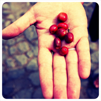Café Nicaragua MARAGOGYPE finca Buenos Aires