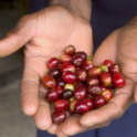 Café Saint Domingue Don Jimenez  100g