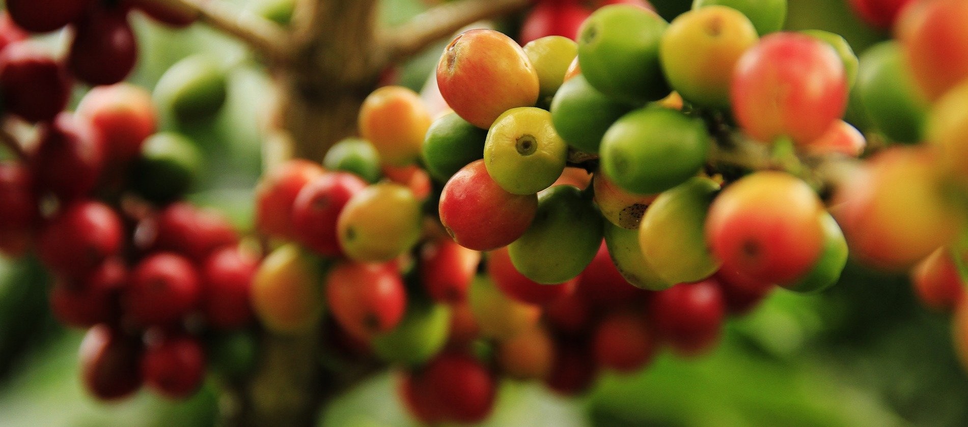 récolte des cerise de café