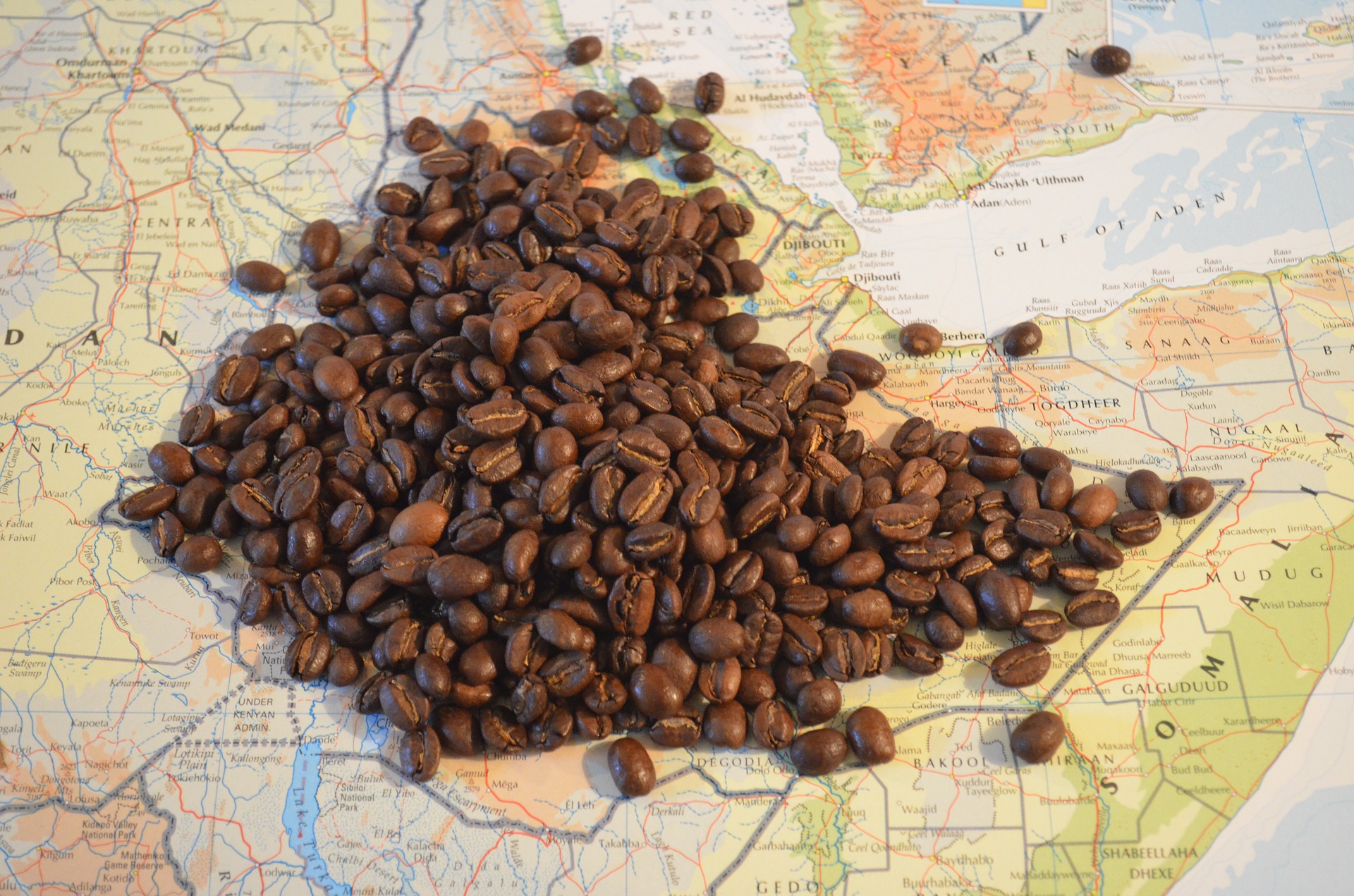 récolte des cerise de café