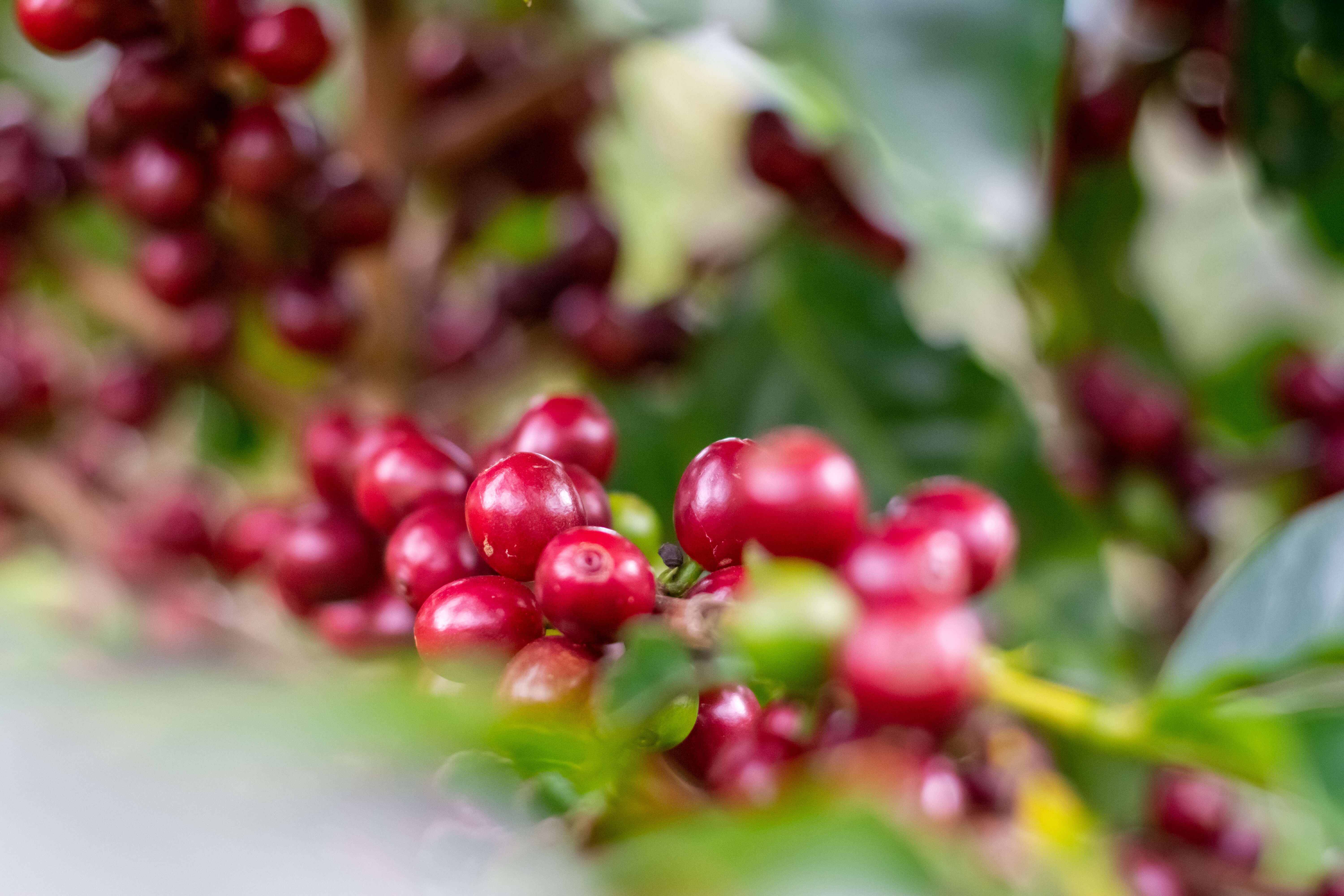 récolte des cerise de café